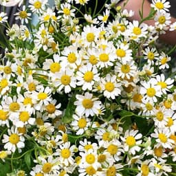 Gói 50 hạt giống hoa Cúc Tana Cỏ Thơm Feverfew 3