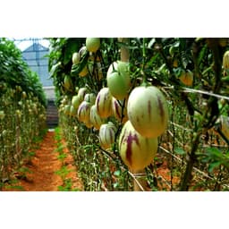 Gói 5 hạt giống dưa Pepino F1 3