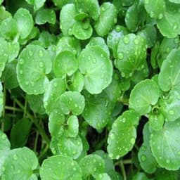 Gói 0.1g hạt giống xà lách xoong Mỹ 4