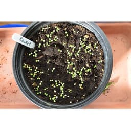 Gói 0.5GR hạt giống Rau Thơm Wild Rocket (Lá nhỏ) 2