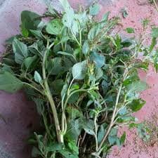 Gói 10gr hạt giống rau dền cơm 3