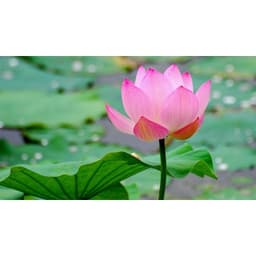 Gói 10 hạt giống sen ta - Sen Hồng Việt Nam - Vietnamese Lotus 3