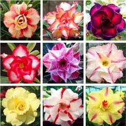 Gói 10 hạt giống hoa sứ Thái kép mix đủ 10 màu 3