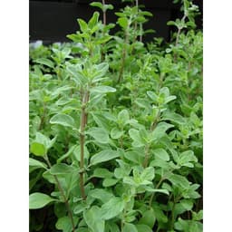 Gói 100 hạt giống Marjoram Kinh Giới Ngọt 4