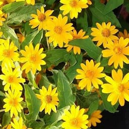 Gói 30 hạt giống hoa Cúc Mặt Trời 30cm Tâm Vàng 3