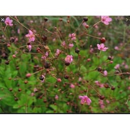 Gói 15 hạt giống Sâm Đất 3