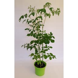 Gói 10 hạt giống Chùm Ngây 6