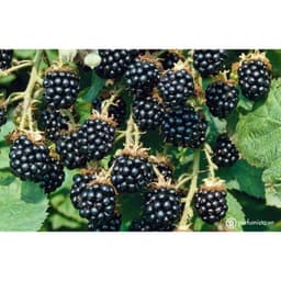 Chậu cây giống trái mâm xôi Đen - Phúc Bồn Tử (BlackBerry) 3
