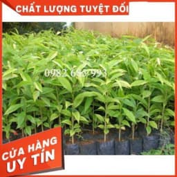 CÂY GIỐNG GIÓ BẦU , TRẦM HƯƠNG [mua10 cây tặng 1 cây] 4