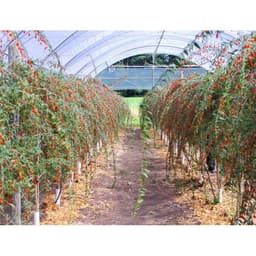Gói 10 hạt giống Câu Kỷ Tử GojiBerry 5