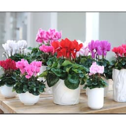 Gói 0.1g hoa anh thảo nhiều màu F1 3