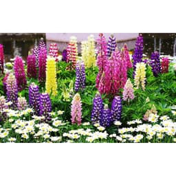 Gói 20 hạt giống hoa đậu Lupin chất lượng cao 4