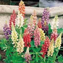 Gói 20 hạt giống hoa đậu Lupin chất lượng cao 5