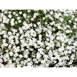 Gói 100 hạt giống hoa baby trắng trồng chậu - Gypsophila Gypsy / Baby breath - Nanuseed 3