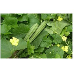 Gói 0.1g hạt giống mướp khía Thái Lan F1 SV 29 3