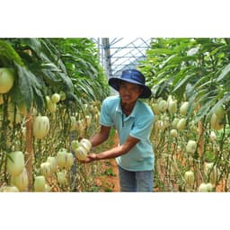 Gói 5 hạt giống dưa Pepino F1 6