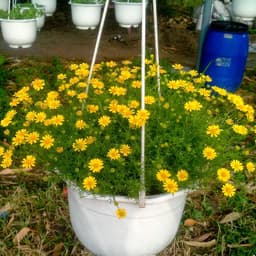 Gói 100 Hạt giống hoa cúc sao băng 4
