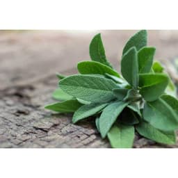 Gói 20  hạt giống Xô Thơm Sage 3