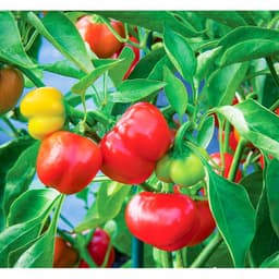 Gói 100mg hạt giống ớt ngọt 4