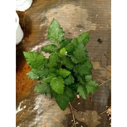 Chậu cây giống trái mâm xôi Đỏ Raspberry - Phúc Bồn Tử - Cây cao 15-20cm đã trồng ổn định, sắp ra hoa 2