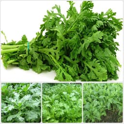 Gói 20g hạt giống tần ô Garland lá tròn 4