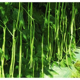 Gói 20g đậu đũa Đài Loan hạt trắng 3
