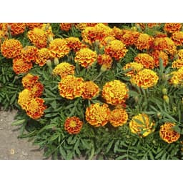 Gói 30 hạt giống hoa Cúc Vạn Thọ Ban Mai Nữ Hoàng Sophia 4