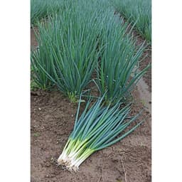 Gói 1g hạt giống hành lá gốc trắng 4