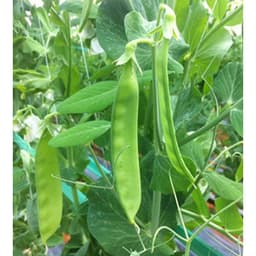 Hạt Giống Đậu Hà Lan F1 Loại Siêu Dễ Trồng, Dễ Chăm Sóc Tặng kèm Hướng Dẫn Trồng 5
