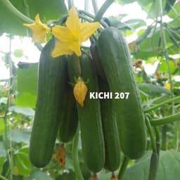 Gói 10 hạt giống dưa leo baby Nhật Bản Kichi 207 giống dưa tự thụ phấn cực sai quả Nảy mầm 100 phần trăm 5