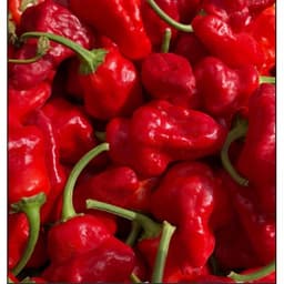 Gói 10 hạt giống ớt Jamaica đỏ 4