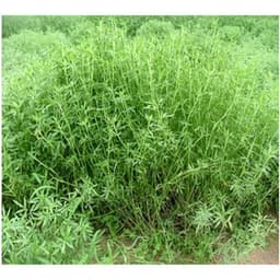 Gói 100GR hạt giống Cỏ Đậu STYLO 2