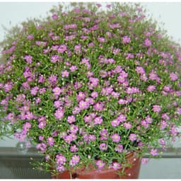 Gói 10 hạt giống hoa baby Hồng trồng chậu - Gypsophila Gypsy Rose/ Baby breath 3