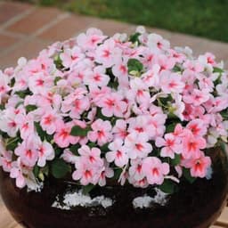 Gói 10 hạt giống mai địa thảo Impatiens Cherry Splash Hybrid 7