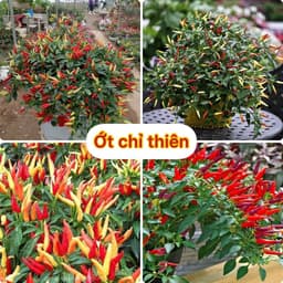 Hạt giống ớt chỉ thiên siêu cay 1