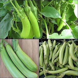 Gói 0.2gr hạt giống Cà Xanh Mỡ 1