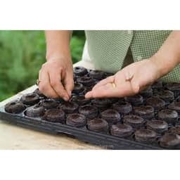Hộp 50 viên nén mùn dừa loại 1 chứa dưỡng chất vi sinh, chuyên dùng ươm hạt, lấy ngó dâu tây -Thế Giới Rau Mầm 2