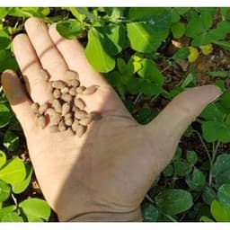 Gói 1kg hạt giống cỏ lạc dại (đậu phộng) 2