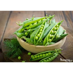 Hạt Giống Đậu Hà Lan F1 Loại Siêu Dễ Trồng, Dễ Chăm Sóc Tặng kèm Hướng Dẫn Trồng 6