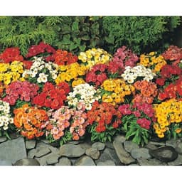 Gói 0.01GR hạt giống hoa Mây Nhiều Màu (Hoa Mây) 7