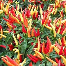Hạt giống ớt chỉ thiên siêu cay 3