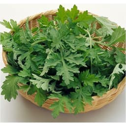 Gói 50 hạt giống Ngải Cứu Mugwort 2
