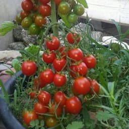 Hạt giống cà chua bi chùm siêu quả 4