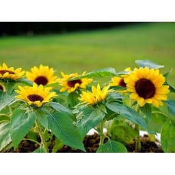Hạt Giống Hoa Hướng Dương Lùn 5