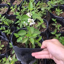 Chậu cây giống hoa ngũ sắc màu trắng rũ - Màu hiếm dành cho khách sưu tầm 3