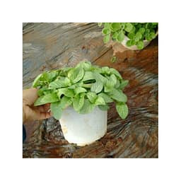 Chậu cây rau Quế Vị Xá Xị Limnophila rugosa 4