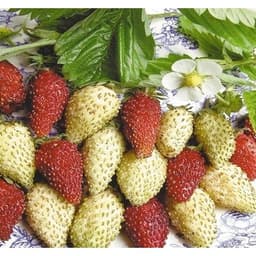 Gói 30  hạt giống Dâu Tây Trắng Ngọt Vesca 2