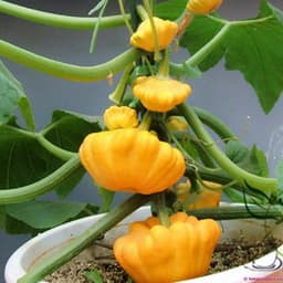 Gói 1GR hạt giống Bí Đĩa Bay Nhiều màu 2