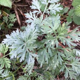 Gói 50 hạt giống Ngải Đắng Wormwood 5