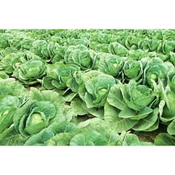 Gói 0.3g hạt giống bắp cải lai 3